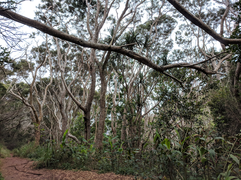 Illustration for article titled Waimea Canyon photo dump